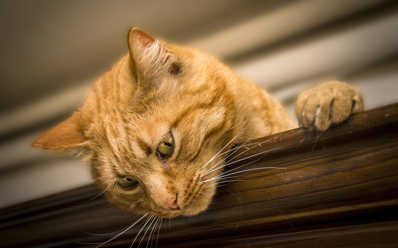 Understanding the Aging Process in Cats